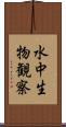 水中生物観察 Scroll