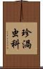 珍渦虫科 Scroll