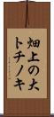 畑上の大トチノキ Scroll