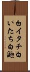 白イタチ Scroll