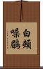 白頰噪鶥 Scroll