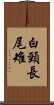 白頸長尾雉 Scroll