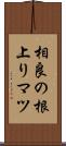 相良の根上りマツ Scroll