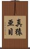 真猿亜目 Scroll
