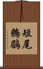 短尾鷯鶥 Scroll