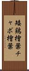 矮鶏檜葉 Scroll
