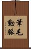 筆毛動脈 Scroll
