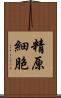 精原細胞 Scroll