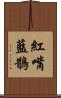 紅嘴藍鵲 Scroll