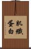 肌纖蛋白 Scroll