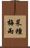 菜種梅雨 Scroll