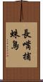 長嘴捕蛛鳥 Scroll
