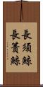 長須鯨 Scroll