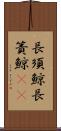長須鯨 Scroll