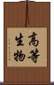 高等生物 Scroll