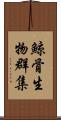 鯨骨生物群集 Scroll