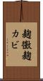 麹黴 Scroll