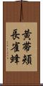 黄帯頬長雀蜂 Scroll