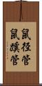 鼠径管 Scroll
