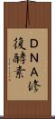 ＤＮＡ修復酵素 Scroll