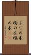 ぶなの木 Scroll