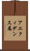 アエクィデンス属 Scroll