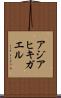 アジアヒキガエル Scroll