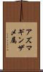 アズマギンザメ属 Scroll