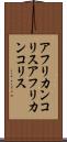 アフリカンコリス Scroll