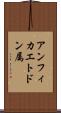 アンフィカエトドン属 Scroll