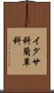 イグサ科 Scroll
