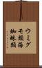ウミグモ類 Scroll