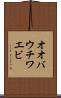 オオバウチワエビ Scroll