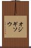オジギソウ Scroll