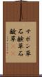 サボン草 Scroll