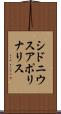 シドニウスアポリナリス Scroll