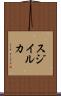 スジイルカ Scroll