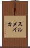 スルメイカ Scroll