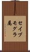 セイブモグラ属 Scroll