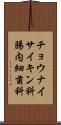 チョウナイサイキン科 Scroll