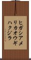 ヒガシアメリカオウギハクジラ Scroll