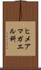 ヒメアマガエル科 Scroll