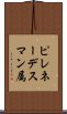 ピレネーデスマン属 Scroll