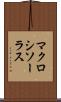 マクロシソーラス Scroll