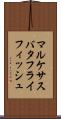 マルケサスバタフライフィッシュ Scroll