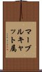 マーブルキャット属 Scroll