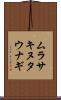 ムラサキヌタウナギ Scroll