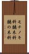 モチノキ科 Scroll