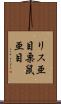 リス亜目 Scroll