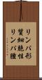 リンパ形質細胞性リンパ腫 Scroll